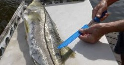 Cuda AquaTuff Fillet Knifes With Blade Cover -Fishing Equipment Discount Store cuda aquatuff fillet knifes with blade cover 70075.1676038841