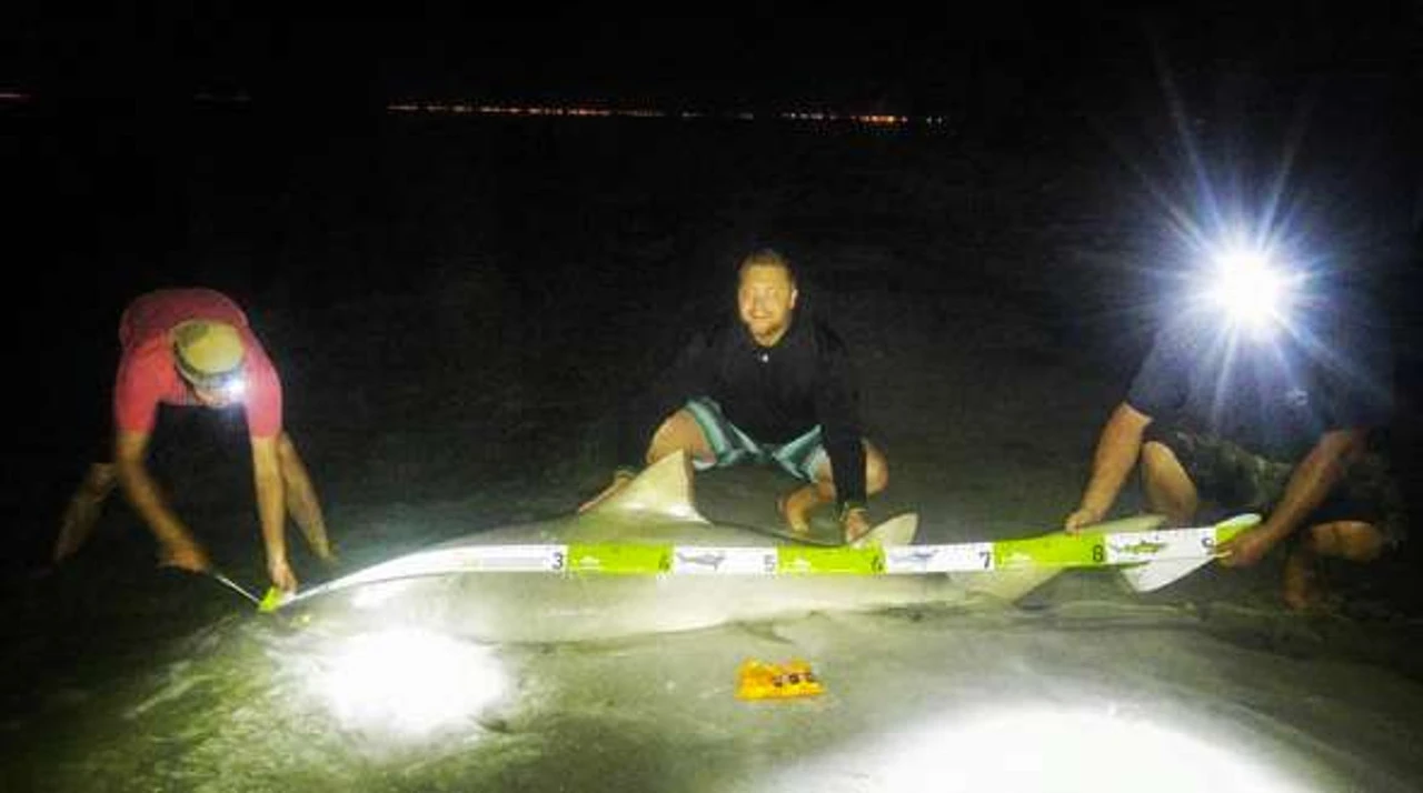 Land Shark Release Ruler 5 Land Shark Release Ruler - Image 3