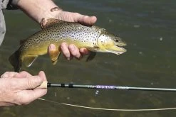 St. Croix Mojo Trout Fly Rods -Fishing Equipment Discount Store st croix mojo trout fly rods 39565.1651292906
